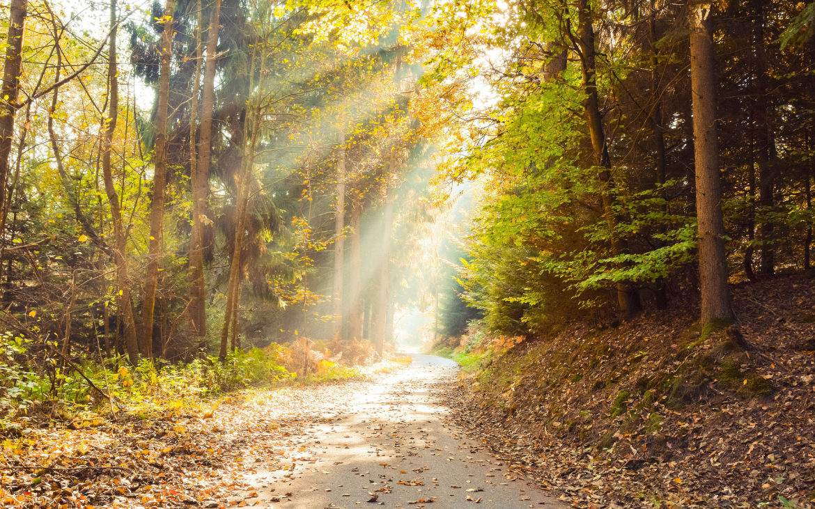 What Does 'Sentier' Mean? The Beauty of Walking Without a Map