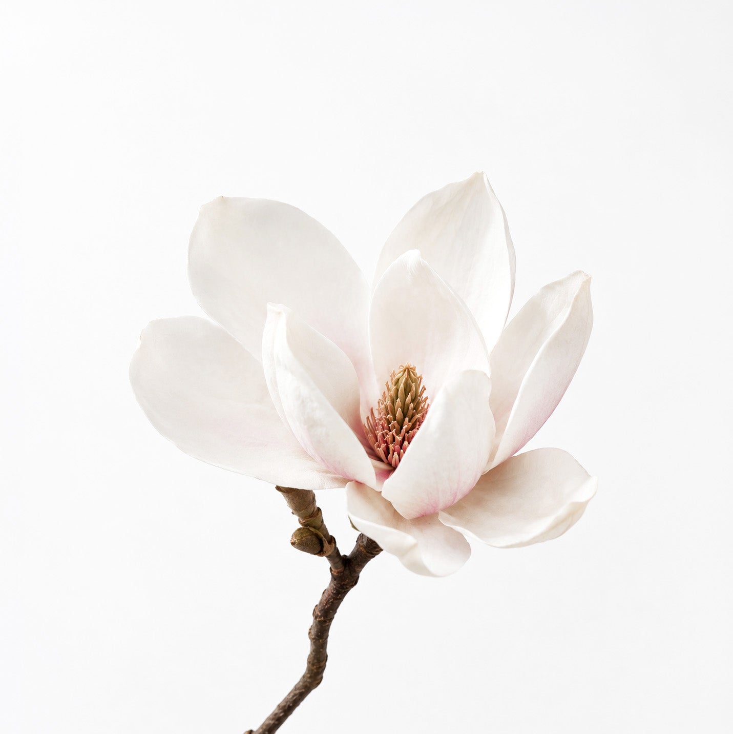 Rose Taif fragrance note: Magnolia