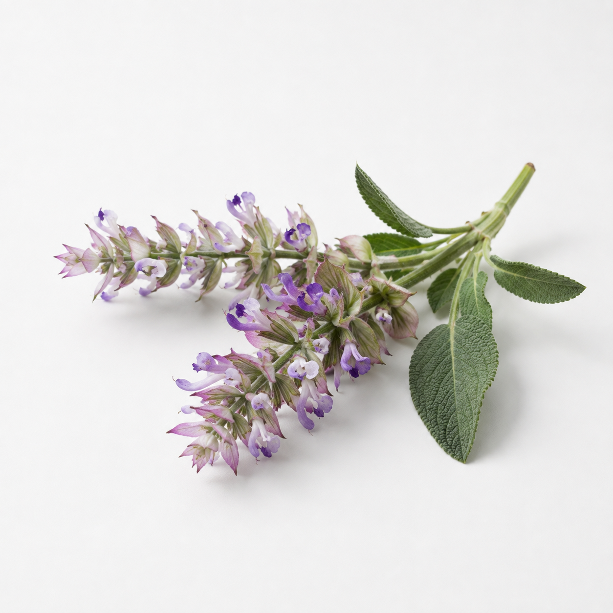 Mémoire du Temps fragrance note: Clary Sage