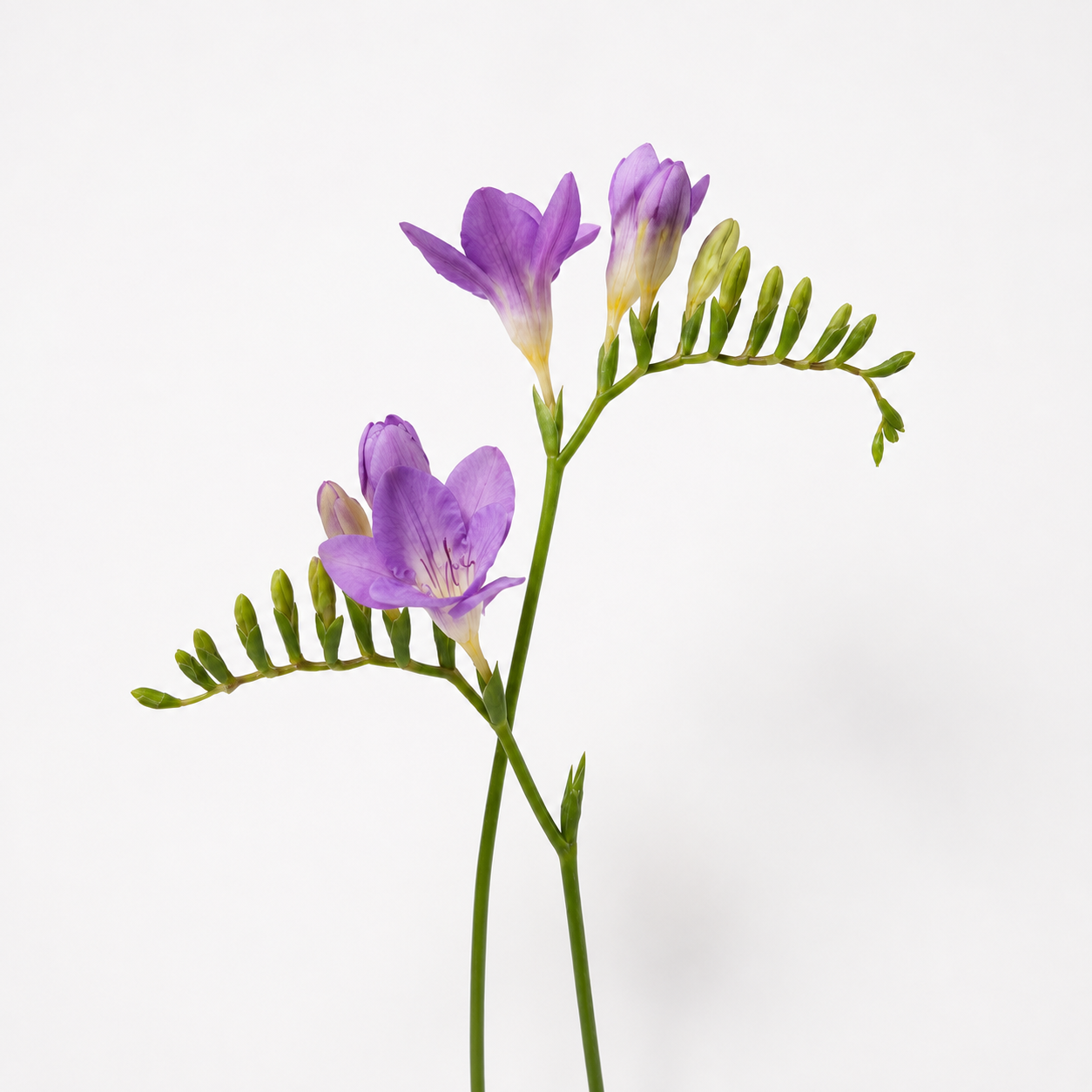 Mémoire du Temps fragrance note: Freesia