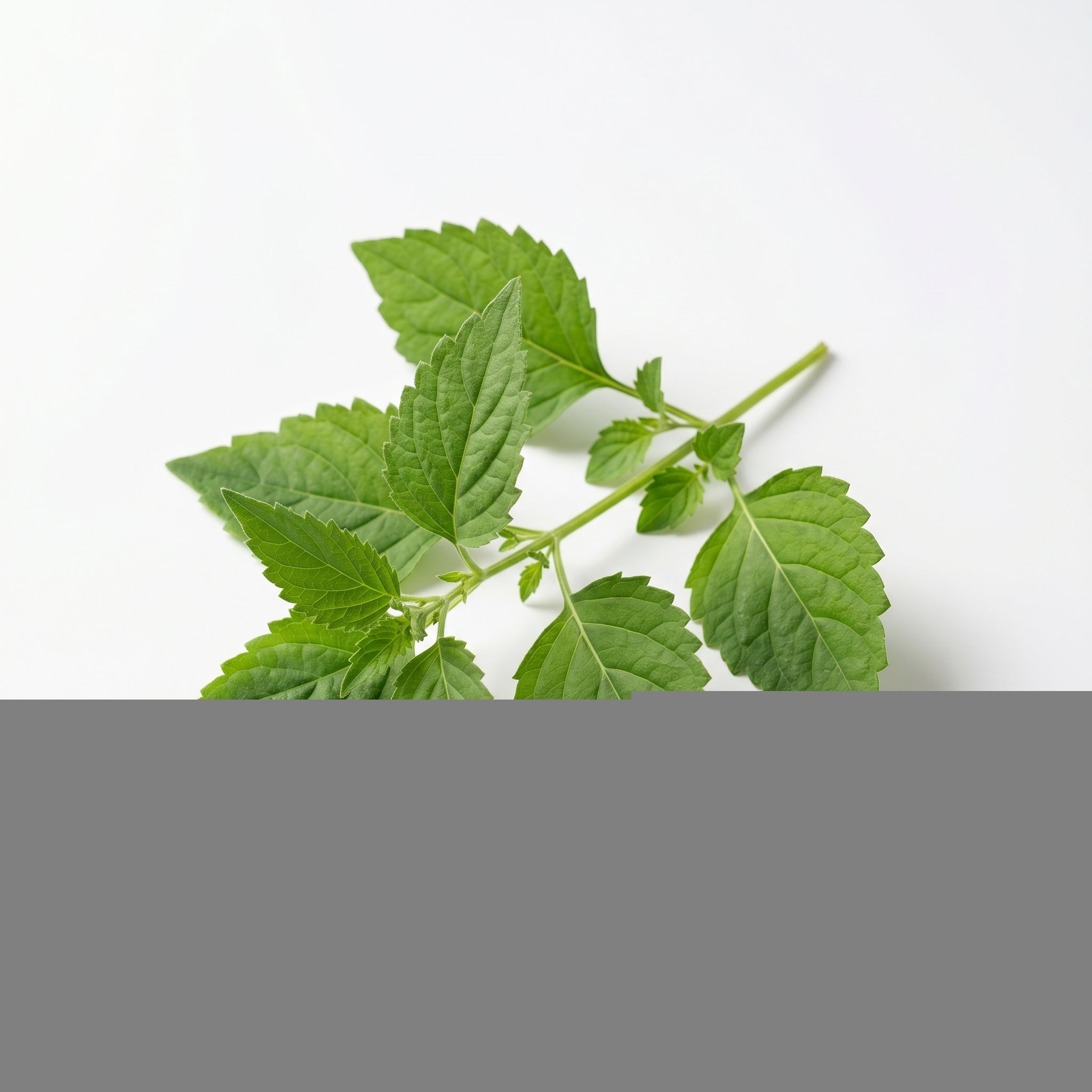 Esteemed Musk fragrance note: Patchouli
