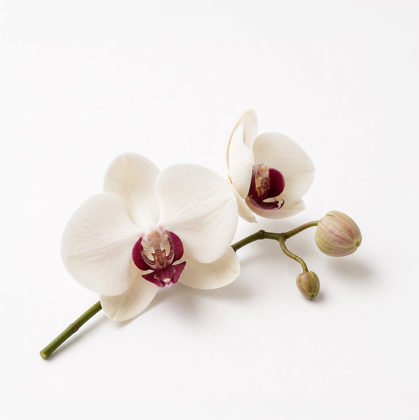 Cerulean Bloom fragrance note: Orchid
