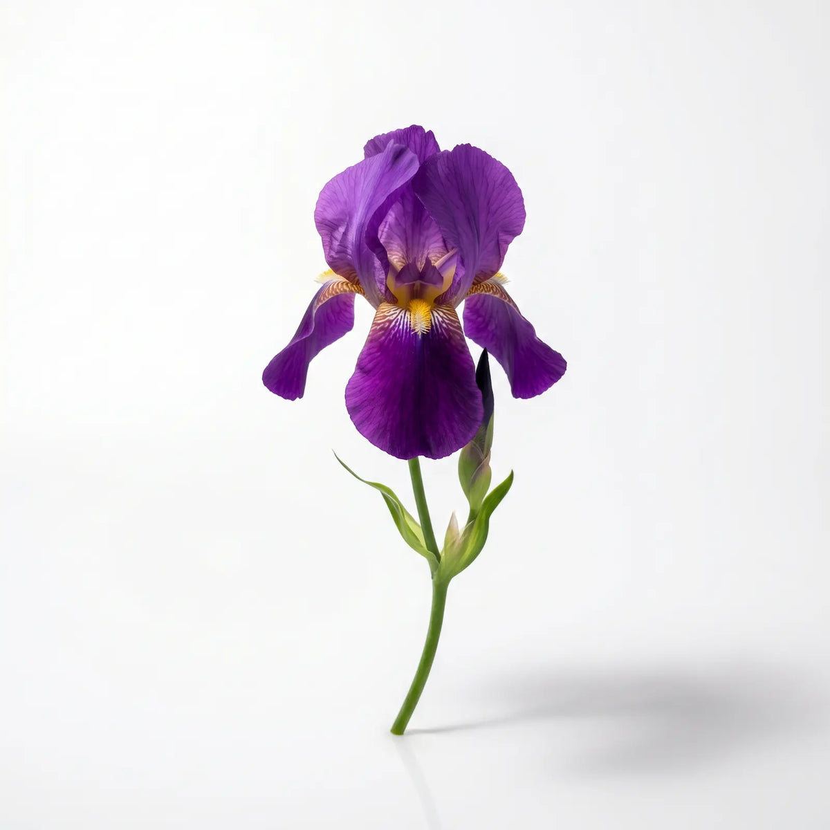 Cuir de Printemps fragrance note: Iris