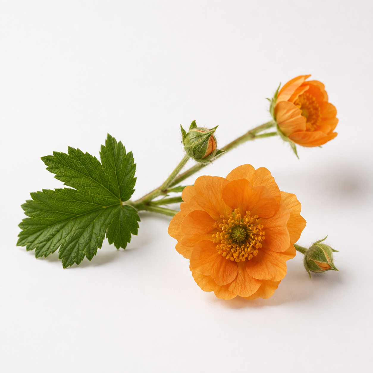 Parisian Embrace fragrance note: Totally Tangerine Flower