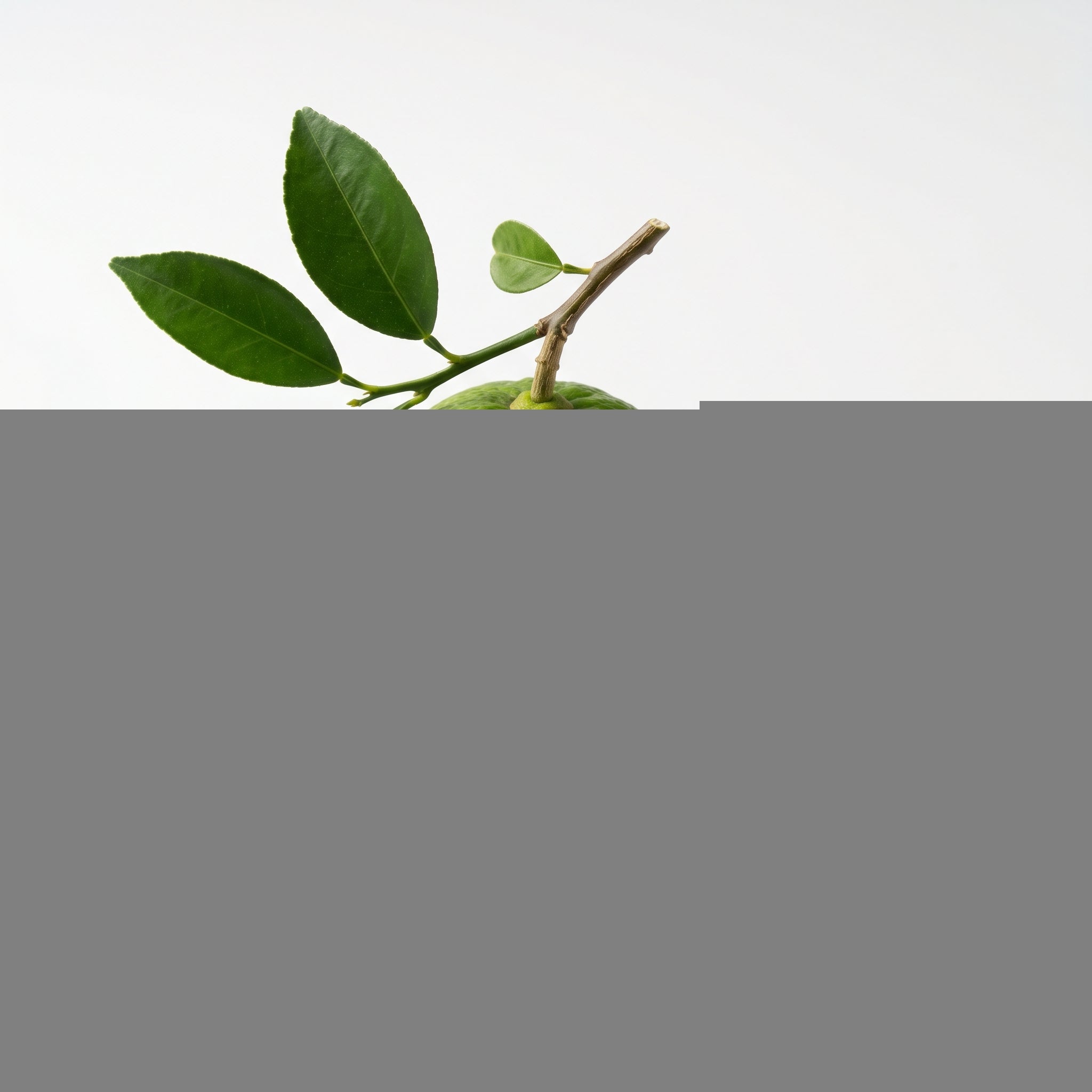 Path of Lemons fragrance note: Bergamot