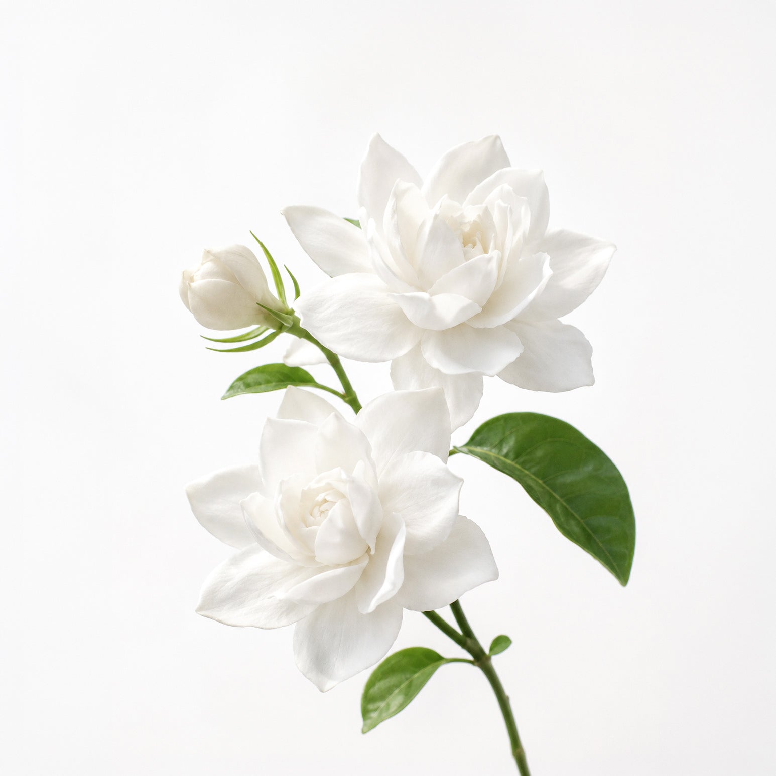 Balade in Autumn fragrance note: Jasmine Sambac