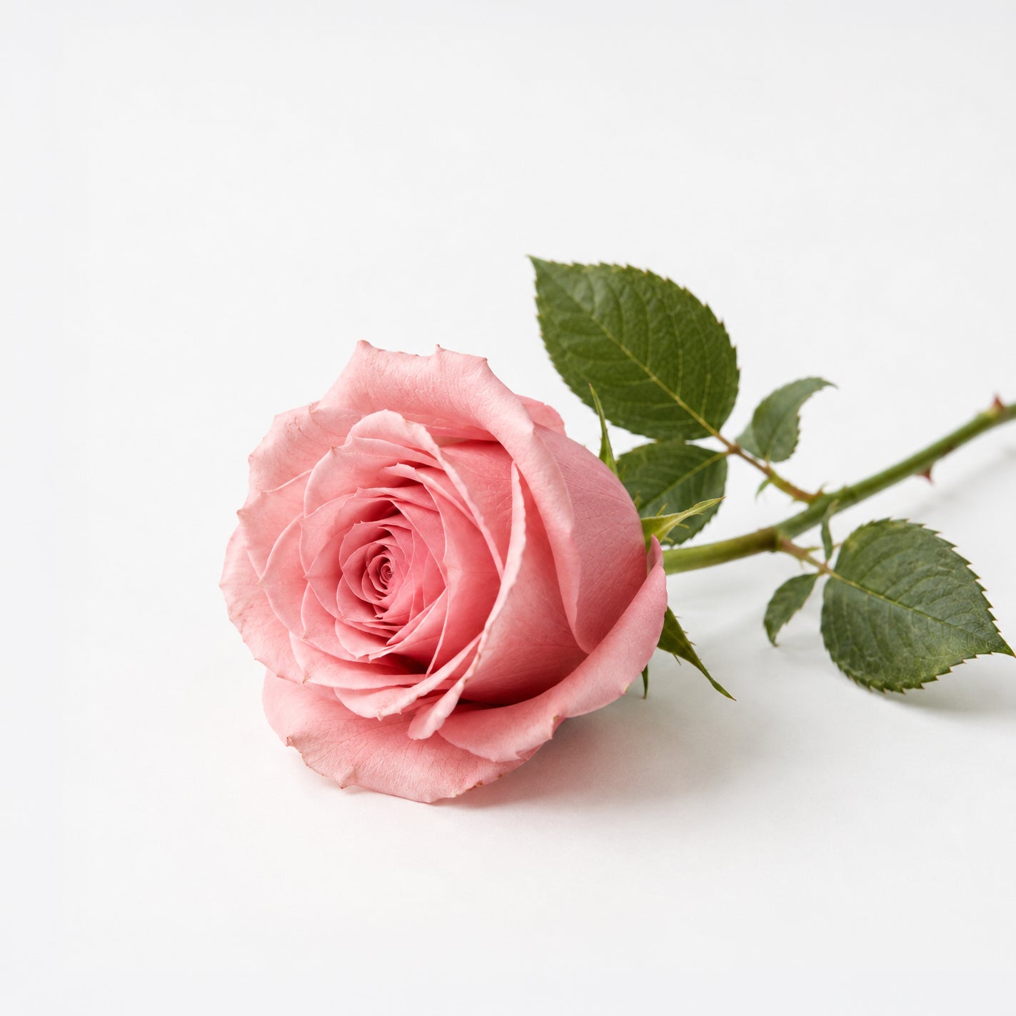 Le Marais fragrance note: Rose
