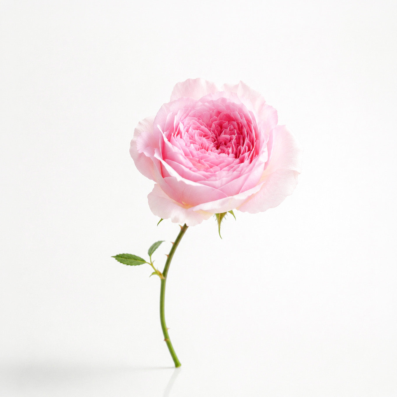 Rose Taif fragrance note: Taif Rose