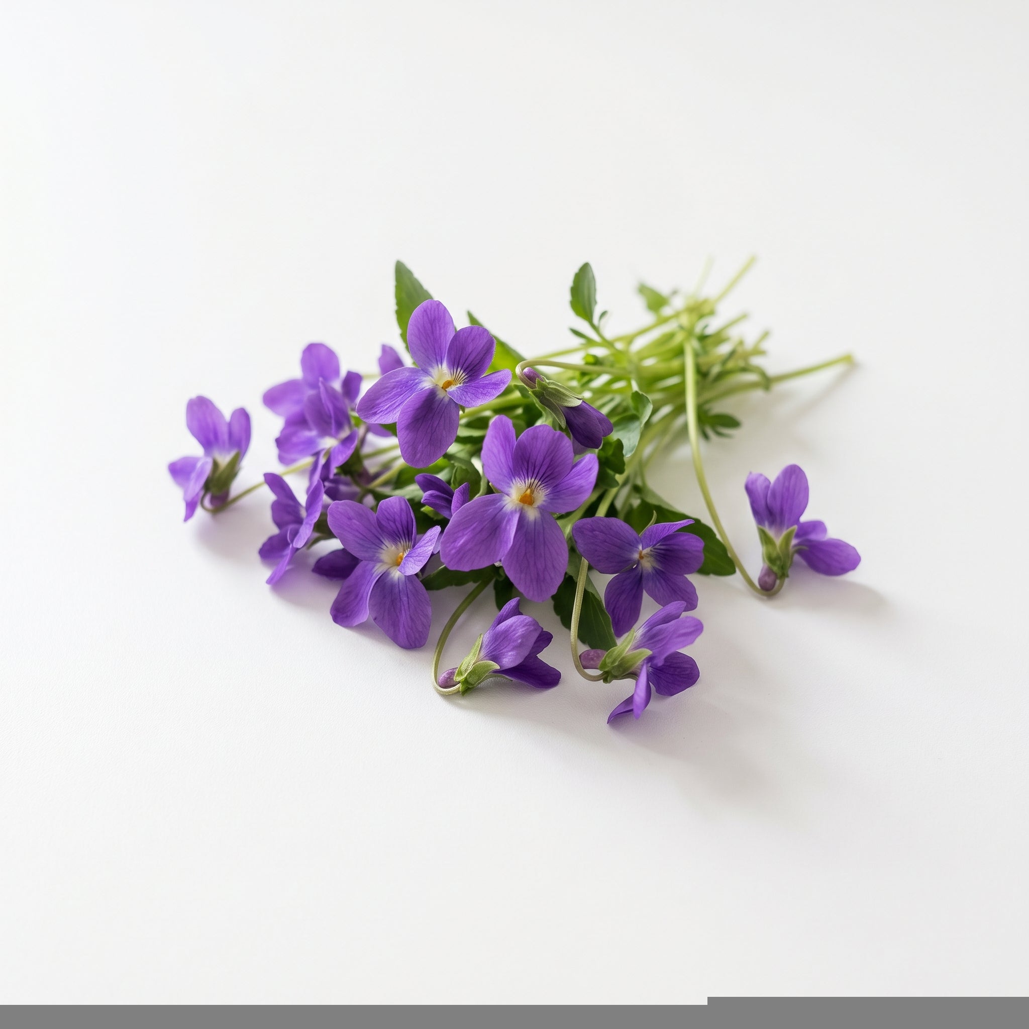 Cerulean Bloom fragrance note: Violet