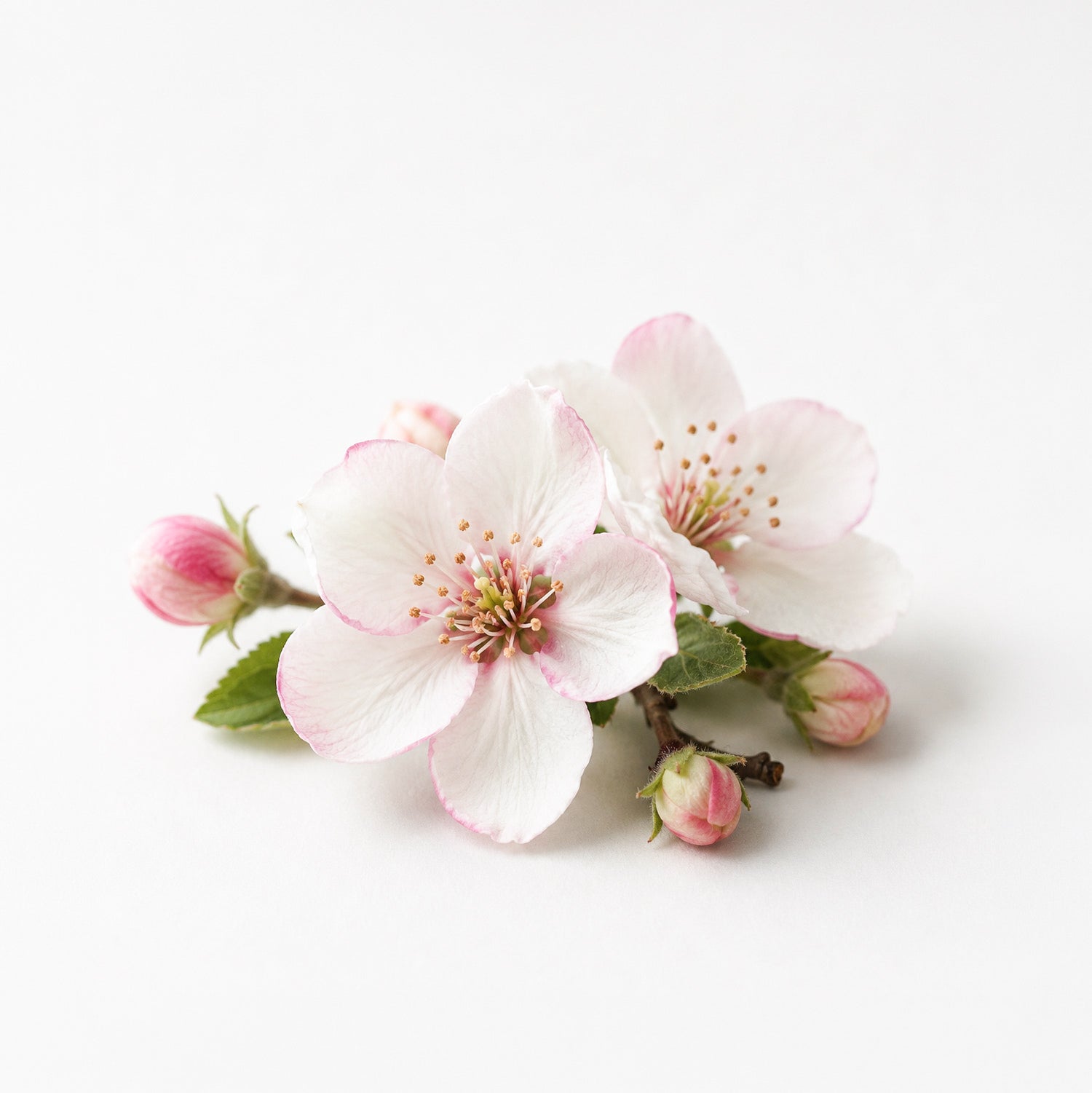Noor Riviera fragrance note: Apple Flower