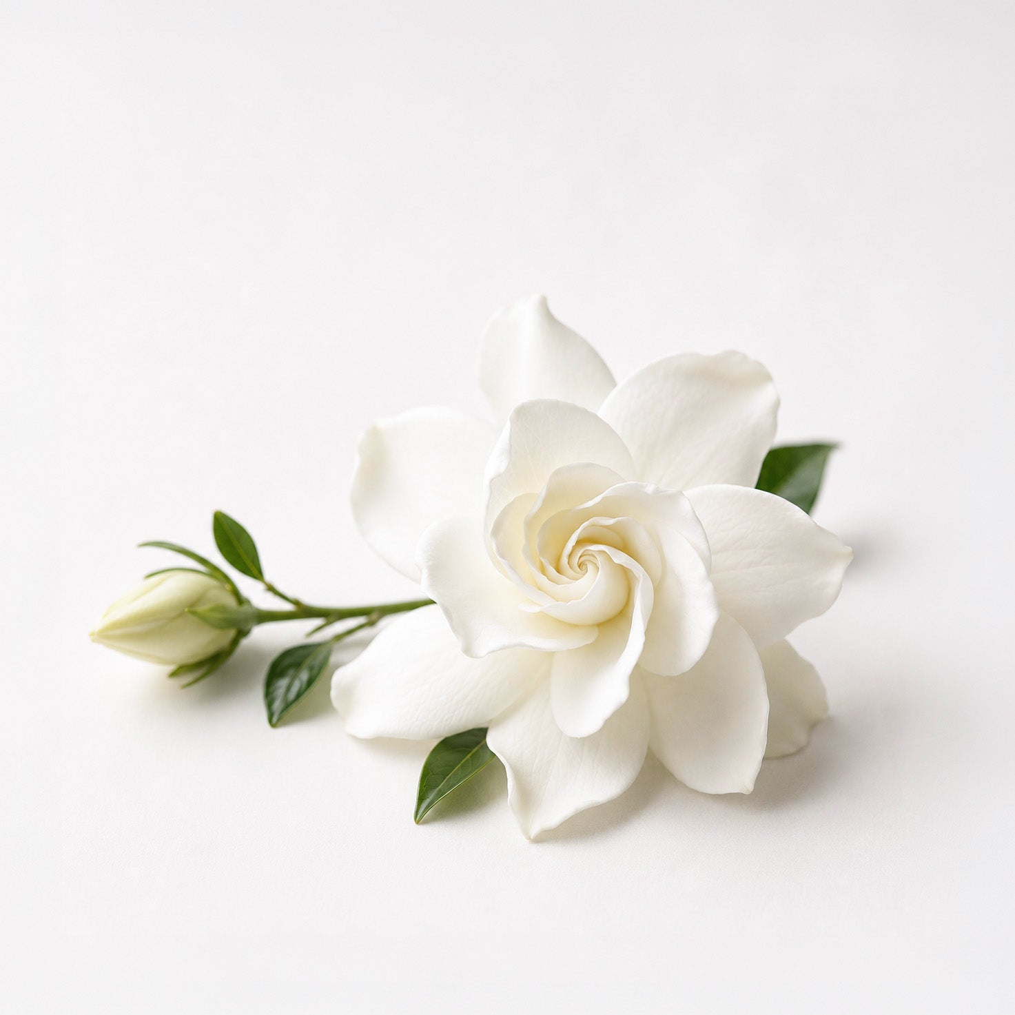 Noor Riviera fragrance note: Gardenia