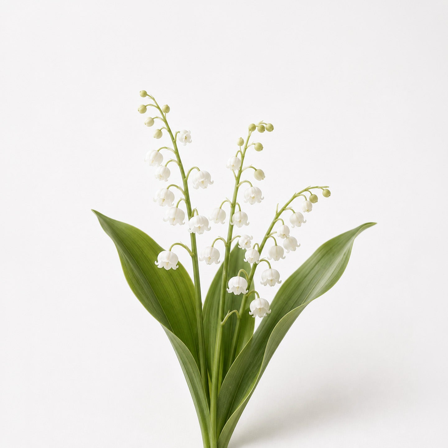 Lost Summers fragrance note: Lily of the valley