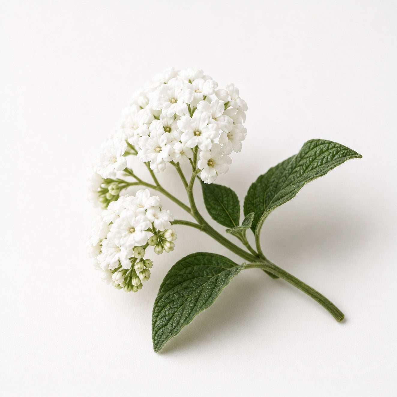 Méribel fragrance note: White Heliotrope