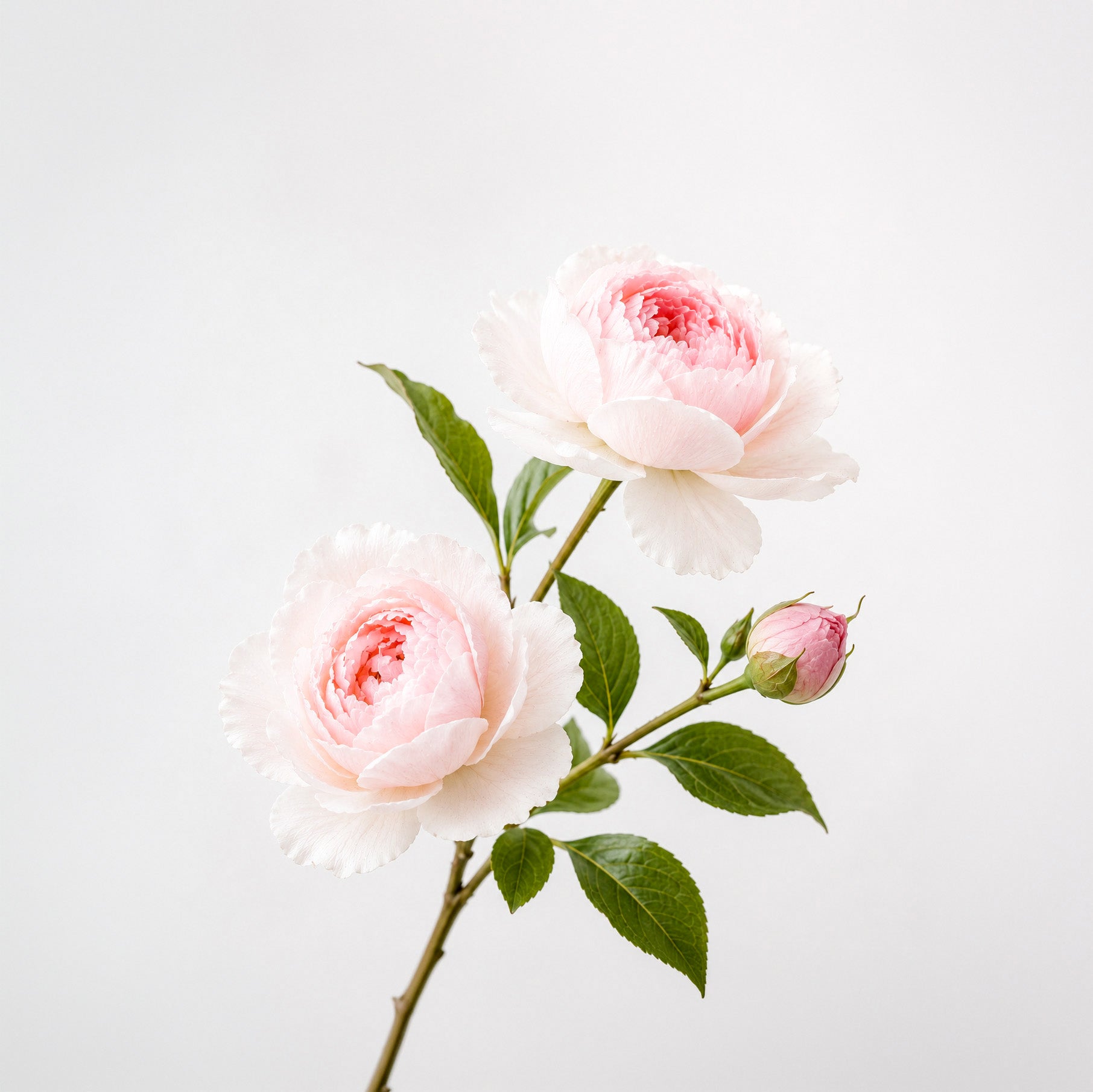Chronicles of Self fragrance note: Peony
