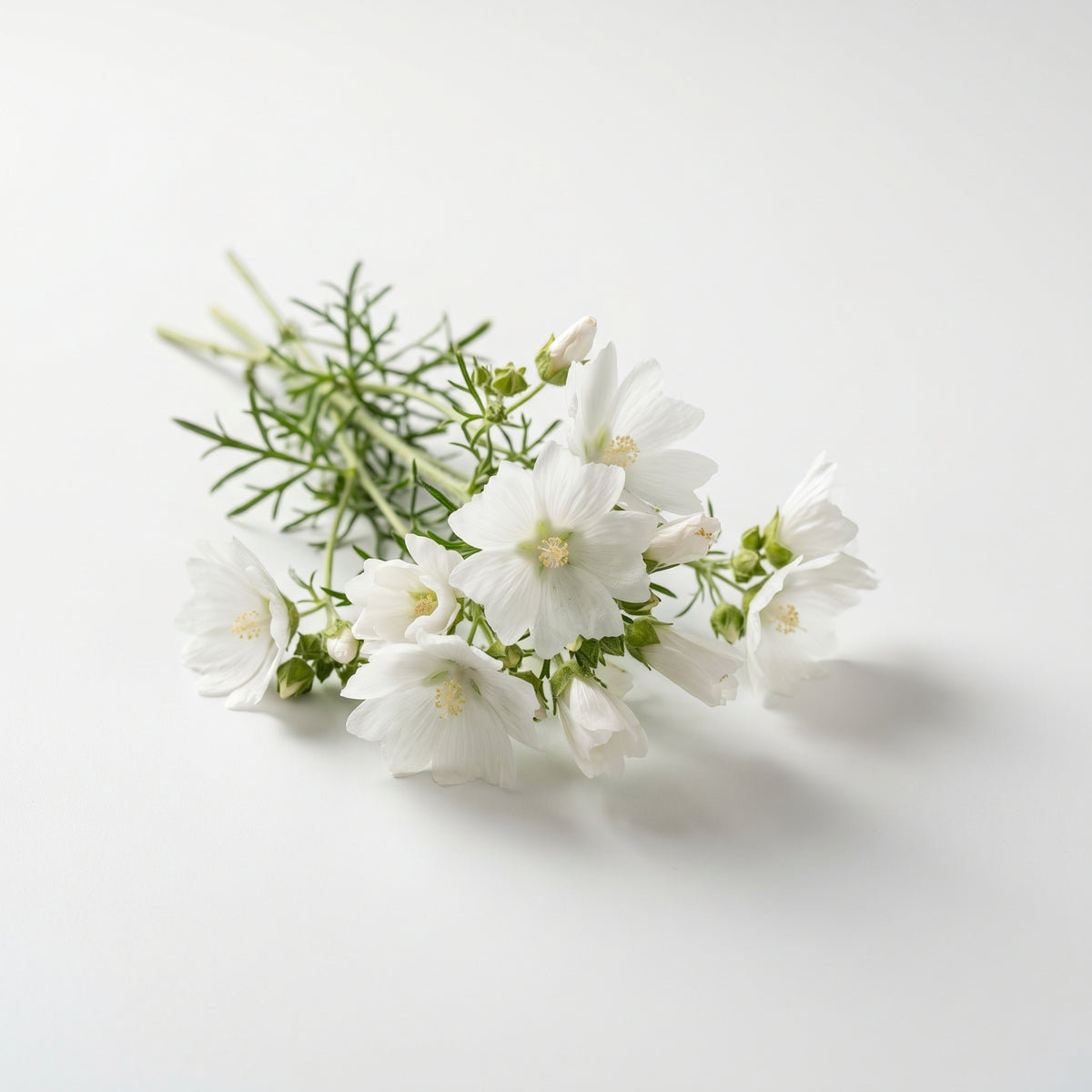 Cuir de Printemps fragrance note: White Musk