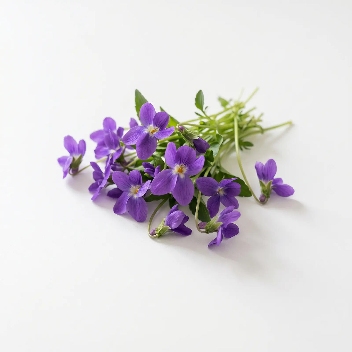 Galerie fragrance note: Violet