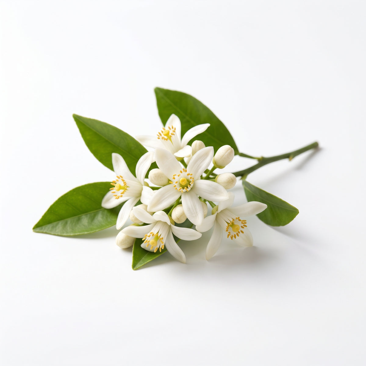Dunes of Maghreb fragrance note: Orange Blossom