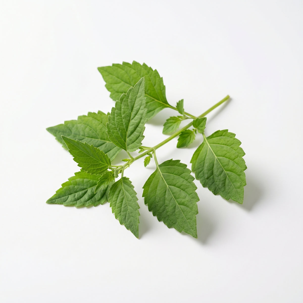 Tobacco Orangerie fragrance note: Patchouli
